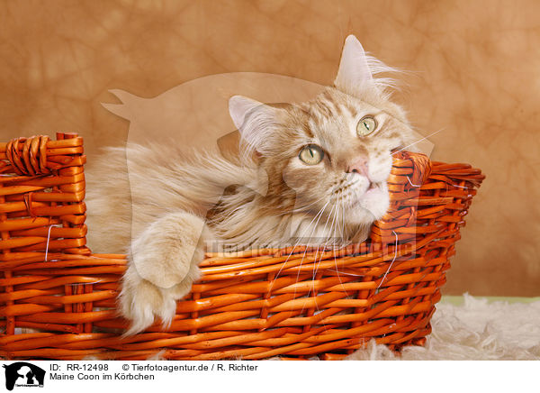 Maine Coon im Krbchen / Maine Coon in basket / RR-12498