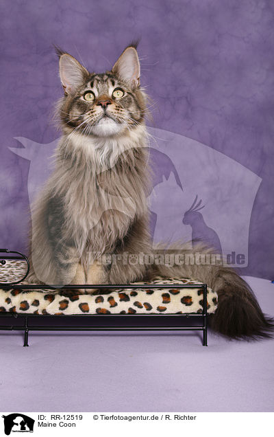 Maine Coon / Maine Coon / RR-12519