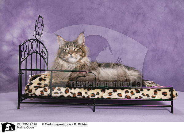 Maine Coon / Maine Coon / RR-12520
