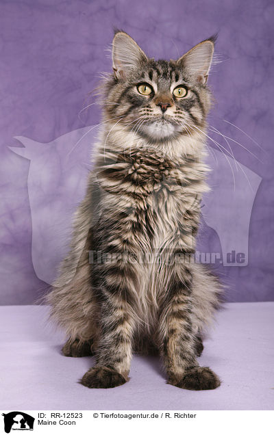 Maine Coon / Maine Coon / RR-12523