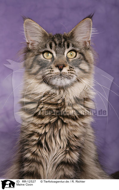 Maine Coon / Maine Coon / RR-12527