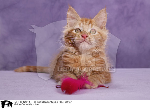 Maine Coon Ktzchen / Maine Coon Kitten / RR-12541