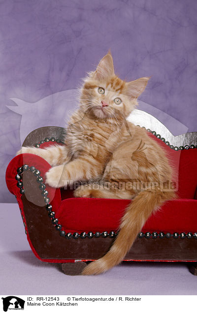 Maine Coon Ktzchen / Maine Coon Kitten / RR-12543