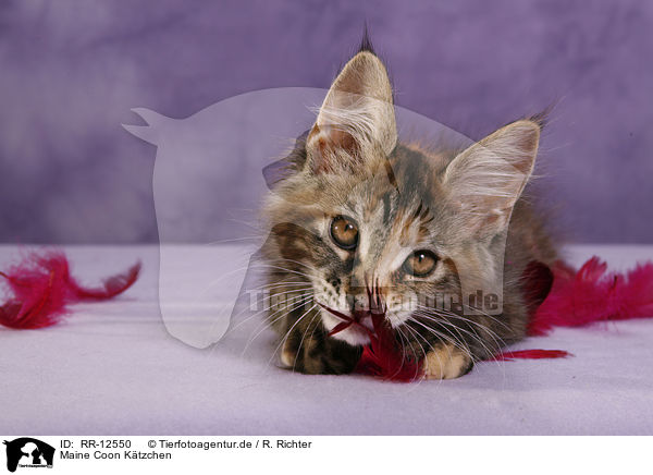 Maine Coon Ktzchen / Maine Coon Kitten / RR-12550