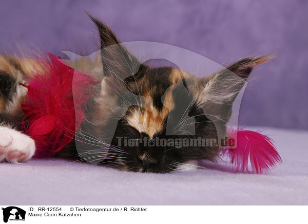 Maine Coon Ktzchen / Maine Coon Kitten / RR-12554