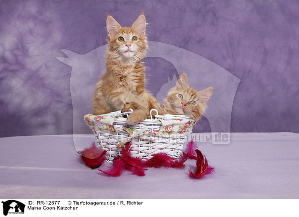 Maine Coon Ktzchen / Maine Coon Kitten / RR-12577