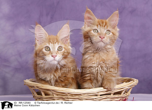 Maine Coon Ktzchen / Maine Coon Kitten / RR-12580