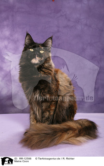 Maine Coon / Maine Coon / RR-12588