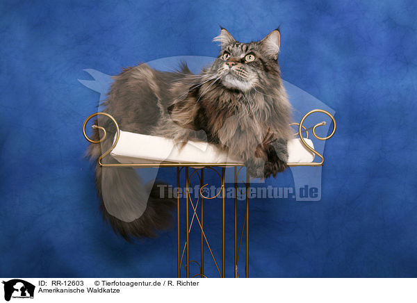 Amerikanische Waldkatze / Maine Coon / RR-12603