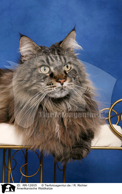 Amerikanische Waldkatze / Maine Coon / RR-12605