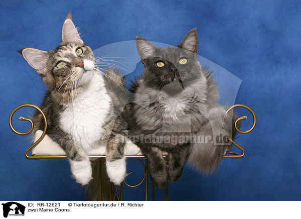 zwei Maine Coons / two Maine Coons / RR-12621