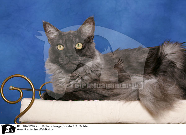 Amerikanische Waldkatze / Maine Coon / RR-12622