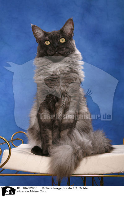 sitzende Maine Coon / sitting Maine Coon / RR-12630
