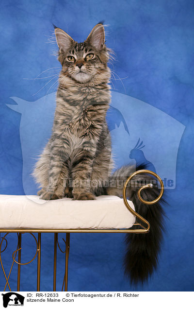 sitzende Maine Coon / sitting Maine Coon / RR-12633