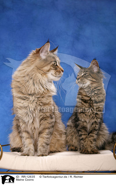 Maine Coons / RR-12635