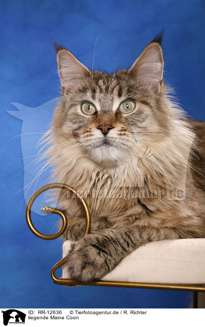 liegende Maine Coon / RR-12636