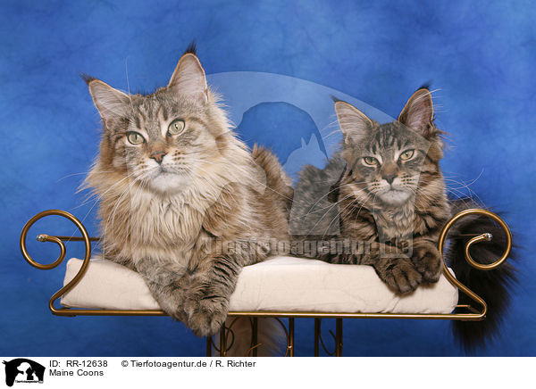 Maine Coons / RR-12638