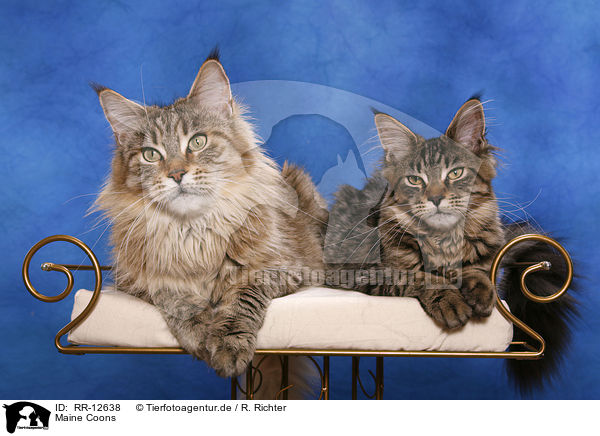 Maine Coons / Maine Coons / RR-12638