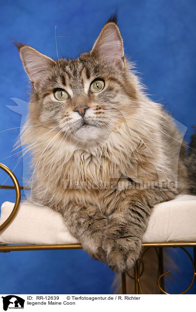 liegende Maine Coon / lying Maine Coon / RR-12639