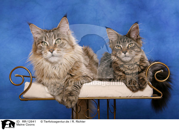 Maine Coons / RR-12641