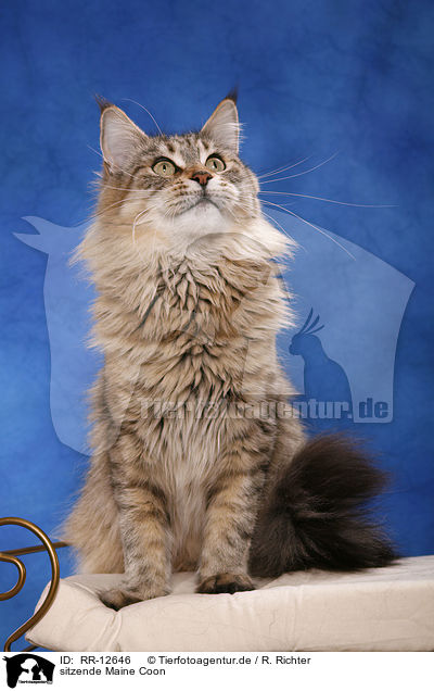sitzende Maine Coon / sitting Maine Coon / RR-12646