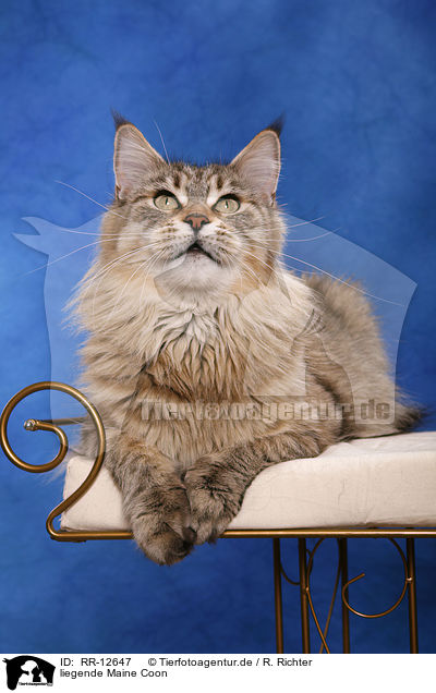 liegende Maine Coon / RR-12647