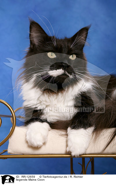 liegende Maine Coon / lying Maine Coon / RR-12659