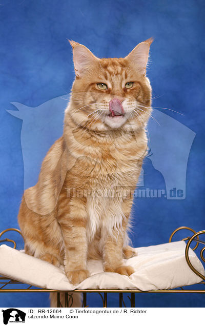 sitzende Maine Coon / sitting Maine Coon / RR-12664