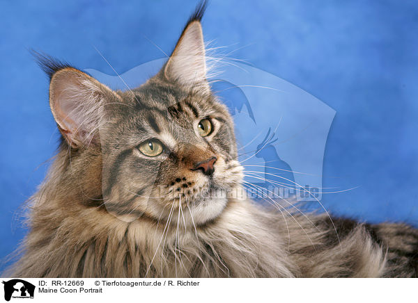 Maine Coon Portrait / Maine Coon Portrait / RR-12669