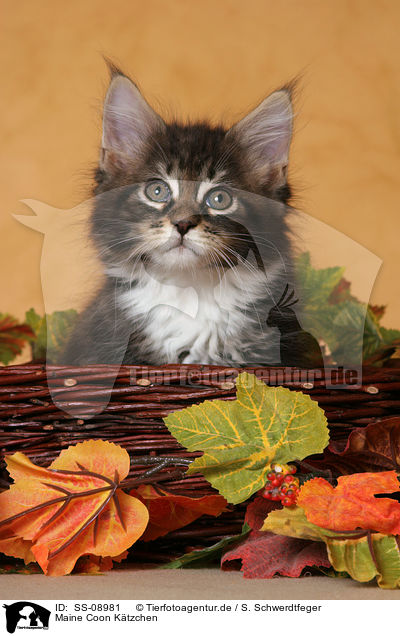 Maine Coon Ktzchen / Maine Coon Kitten / SS-08981