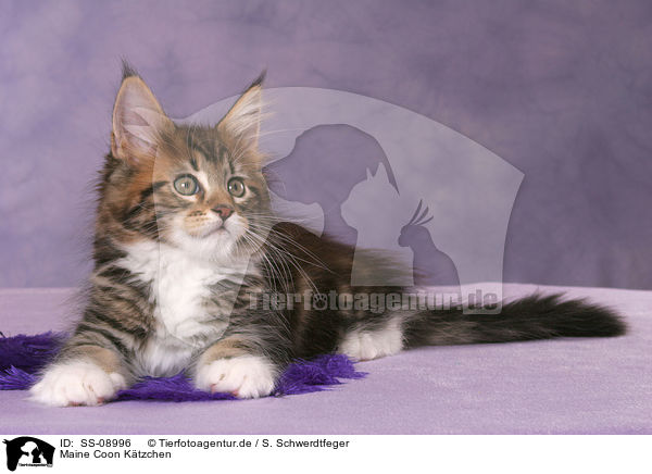 Maine Coon Ktzchen / Maine Coon Kitten / SS-08996