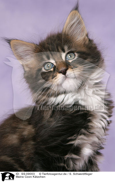 Maine Coon Ktzchen / Maine Coon Kitten / SS-09003