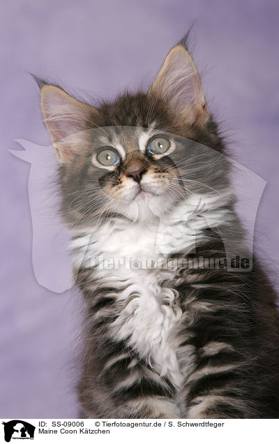 Maine Coon Ktzchen / Maine Coon Kitten / SS-09006