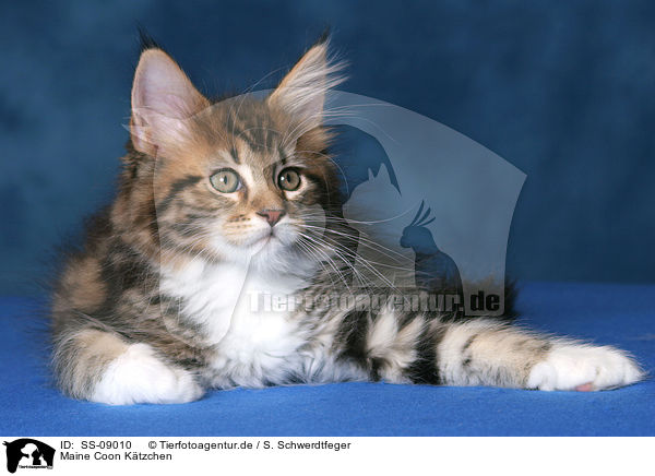Maine Coon Ktzchen / Maine Coon Kitten / SS-09010