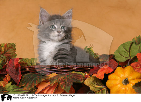 Maine Coon Ktzchen / Maine Coon Kitten / SS-09069