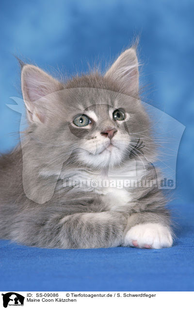 Maine Coon Ktzchen / Maine Coon Kitten / SS-09086