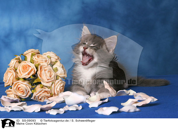 Maine Coon Ktzchen / Maine Coon Kitten / SS-09093