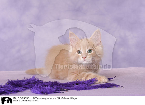 Maine Coon Ktzchen / Maine Coon Kitten / SS-09098