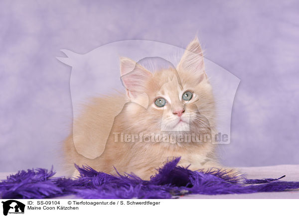 Maine Coon Ktzchen / Maine Coon Kitten / SS-09104