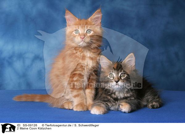 2 Maine Coon Ktzchen / 2 Maine Coon Kitten / SS-09126