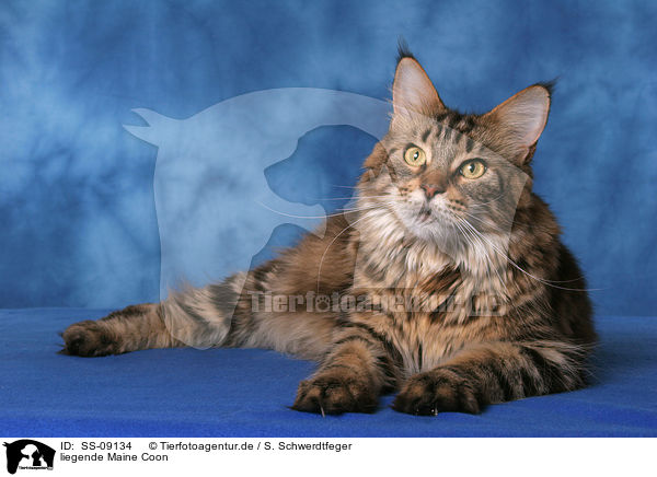 liegende Maine Coon / lying Maine Coon / SS-09134