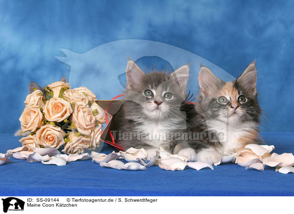 Maine Coon Ktzchen / Maine Coon kitten / SS-09144