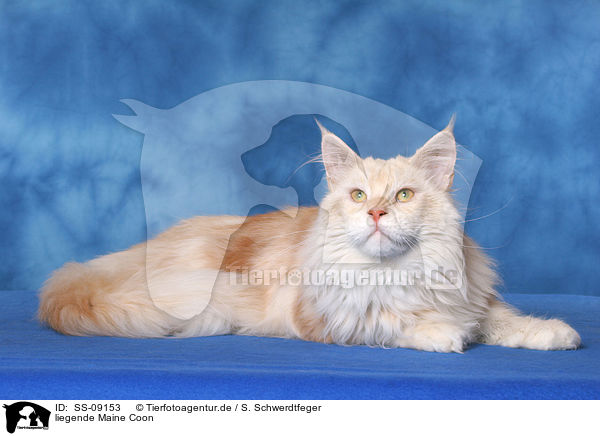 liegende Maine Coon / lying Maine Coon / SS-09153