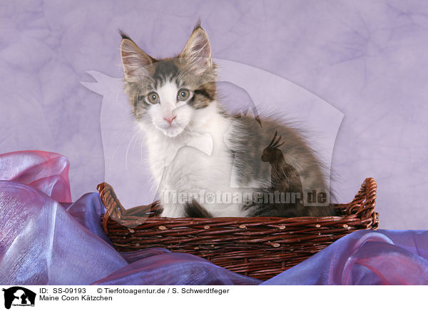 Maine Coon Ktzchen / Maine Coon Kitten / SS-09193