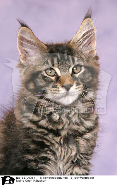 Maine Coon Ktzchen / Maine Coon Kitten / SS-09384