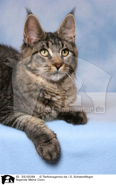 liegende Maine Coon / lying Maine Coon / SS-09388