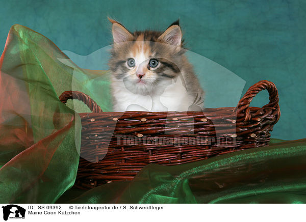 Maine Coon Ktzchen / Maine Coon Kitten / SS-09392