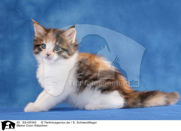 Maine Coon Ktzchen / Maine Coon Kitten / SS-09393