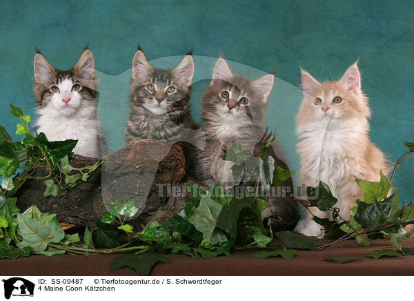 4 Maine Coon Ktzchen / 4 Maine Coon Kitten / SS-09487