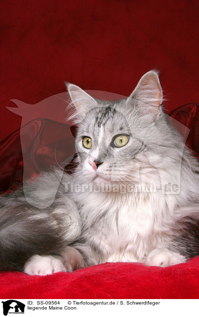 liegende Maine Coon / lying Maine Coon / SS-09564